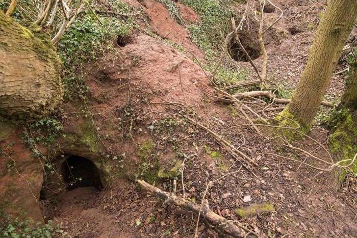 Кроличья нора 700 лет скрывала тайну