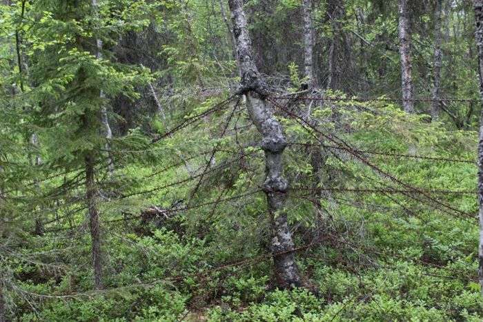 Отголоски войн