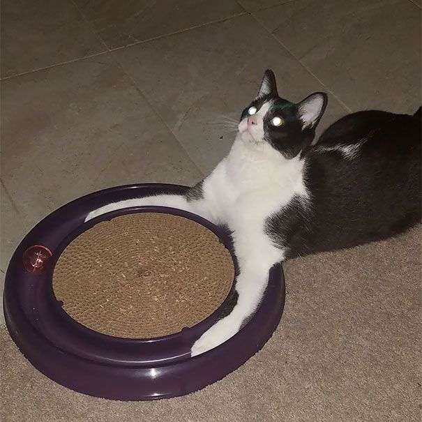 Странные коты