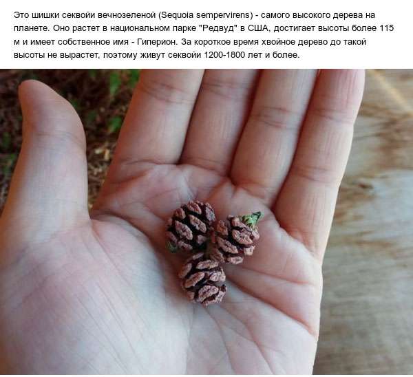 Шишки самого высокого дерева на планете