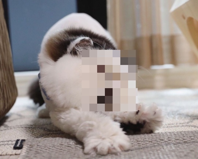 Очаровательный кот в "галстуке"