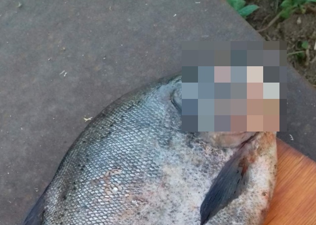 В Омске поймали странную рыбу