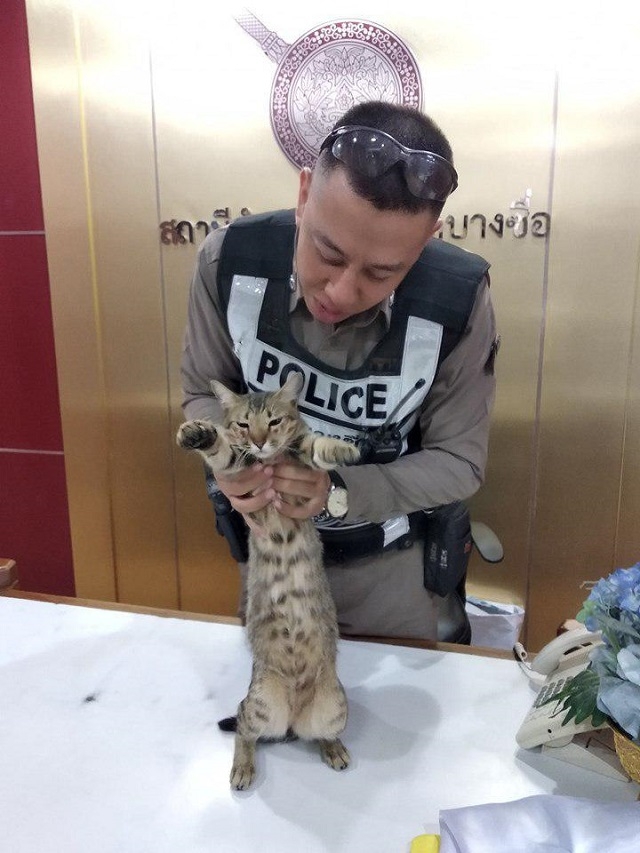 Кот-полицейский на страже Таиланда
