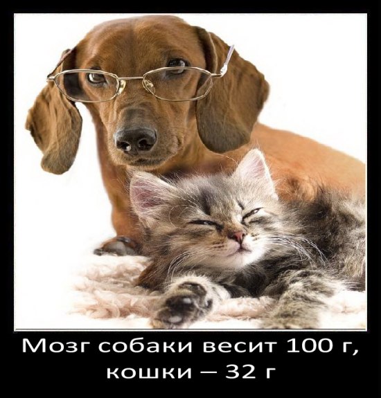Любопытное о собаках
