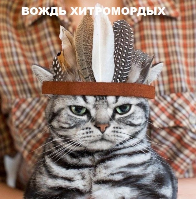 Такие разные и забавные котики