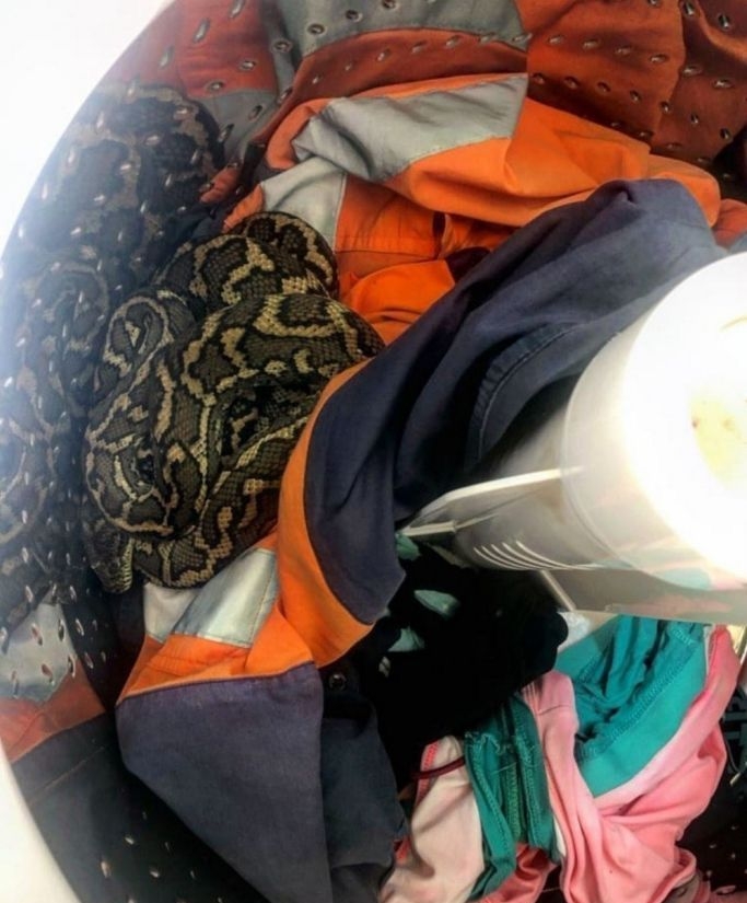 В Австралии нужно всегда быть начеку: трудовые будни змеелова