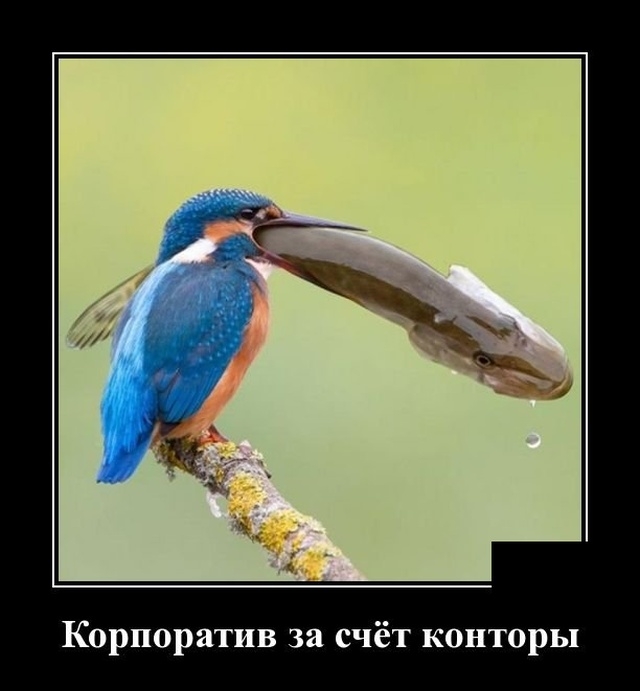 Демотиваторы