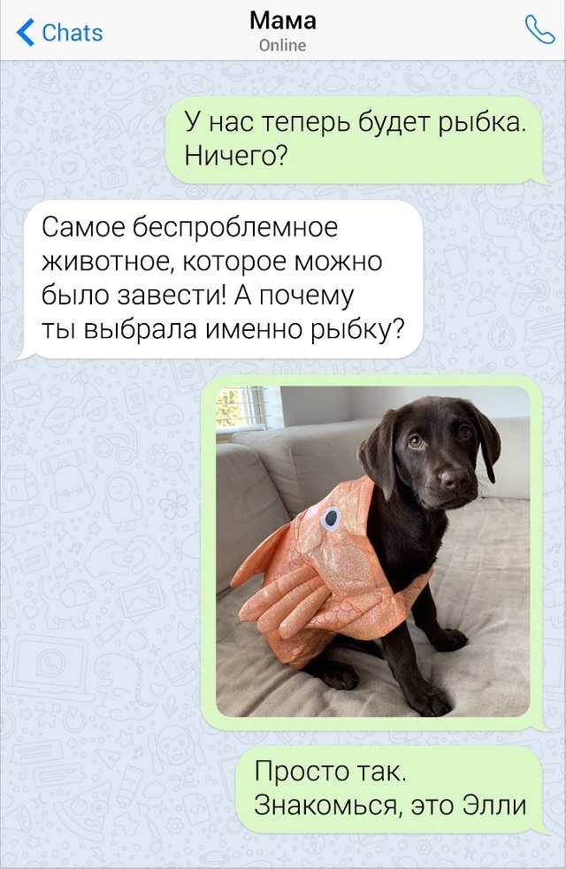 Забавные переписки с родителями