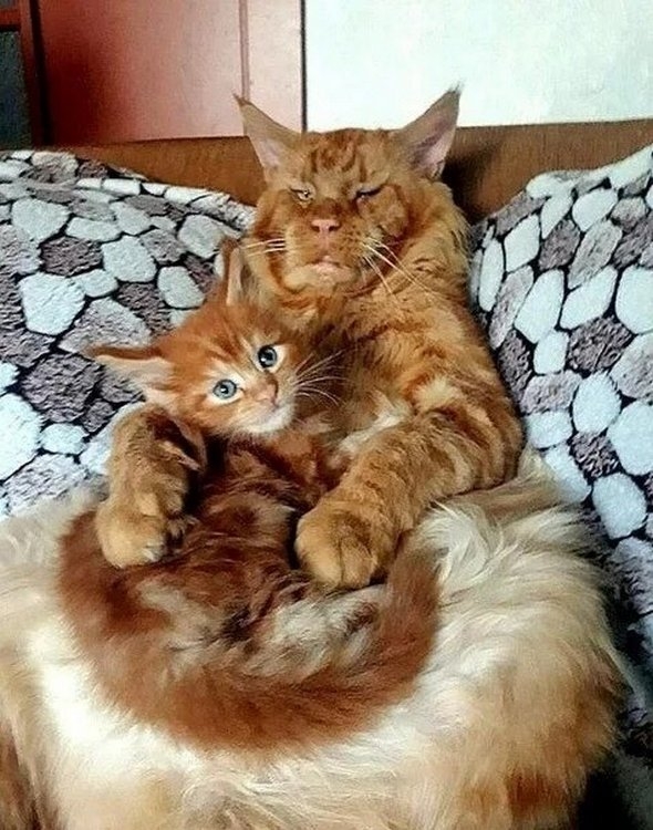 Фотографии из семейных альбомов котов
