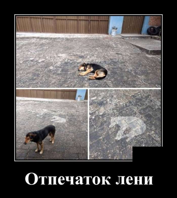 Демотиваторы 14.02.2020