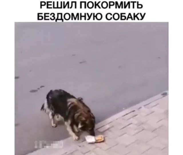 Попытка покормить бездомную собаку