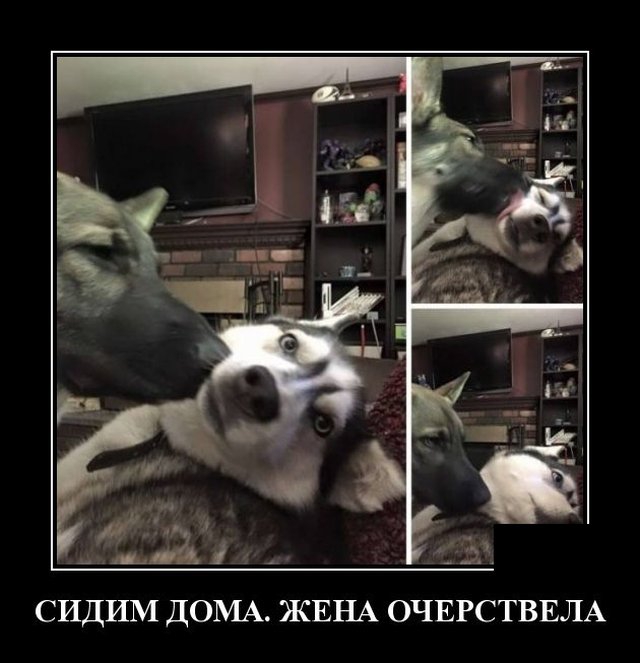 Демотиваторы