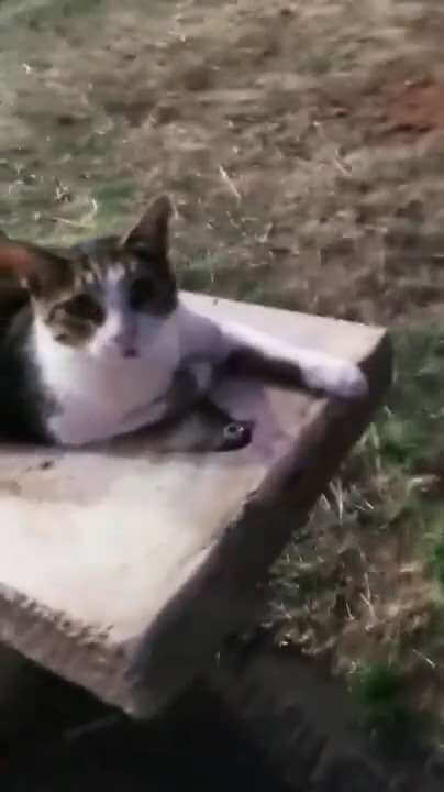Кот попросил помощи