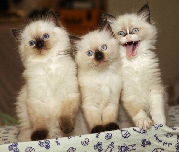 Классные фотографии котиков (17 фото)