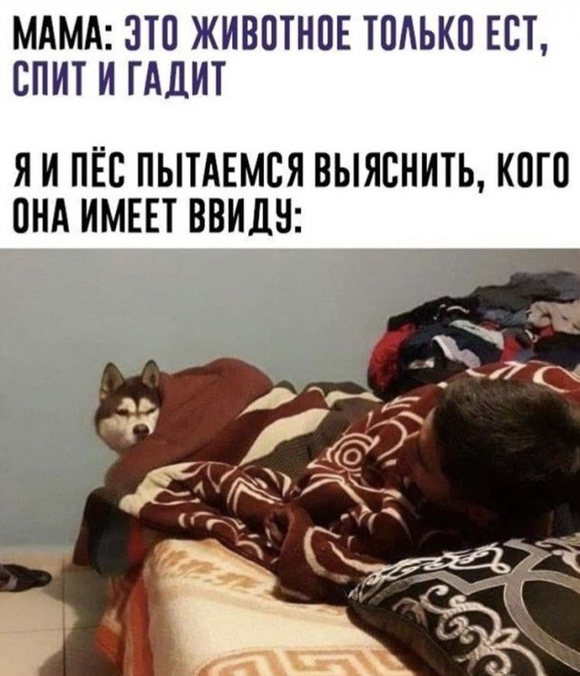 Забавные шутки и мемы из интернета