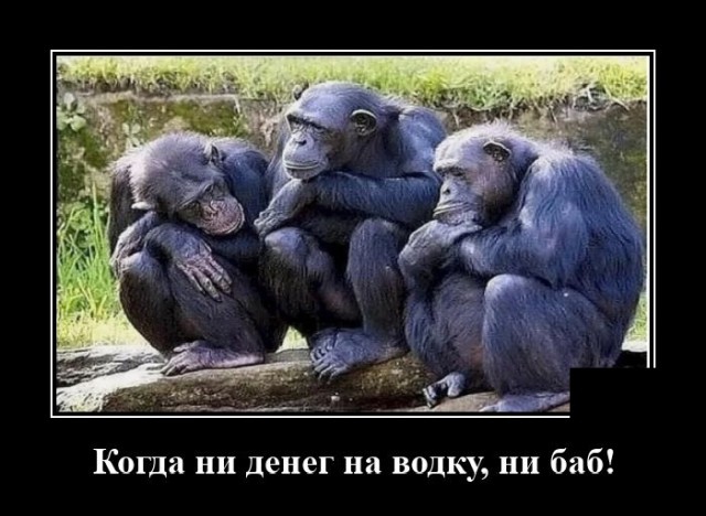 Демотиваторы
