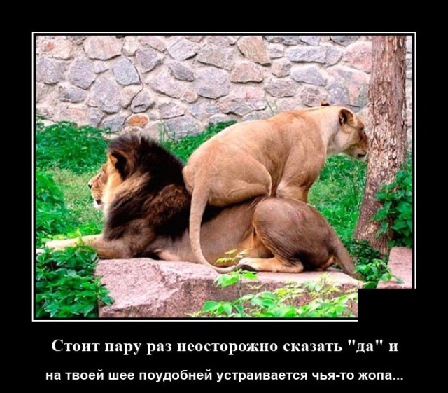 Демотиваторы