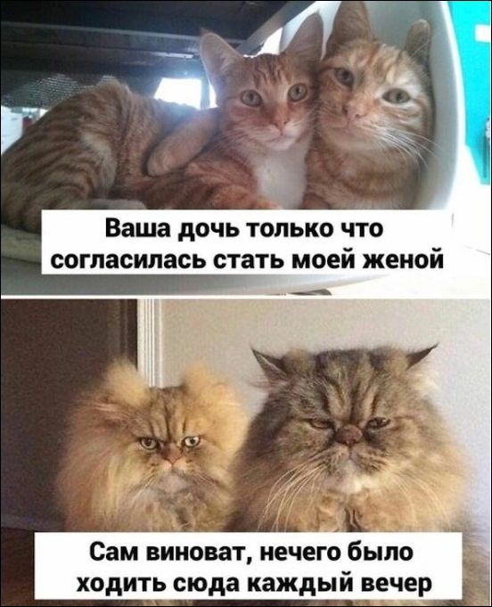 Комиксы и карикатуры