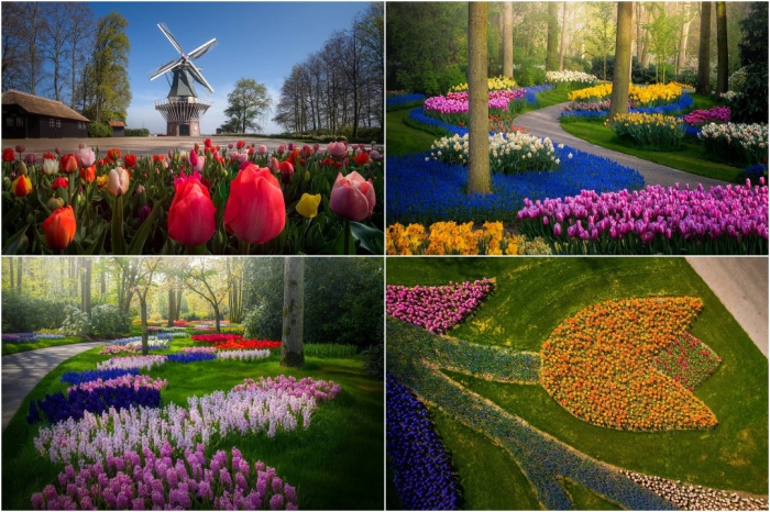 Виртуальное путешествие в нидерландский парк цветов Кёкенхоф
