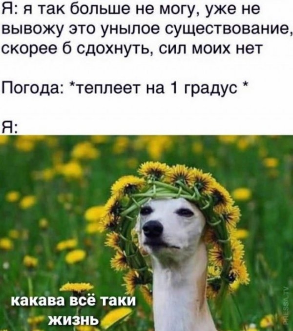 Картинки и мемы для настроения