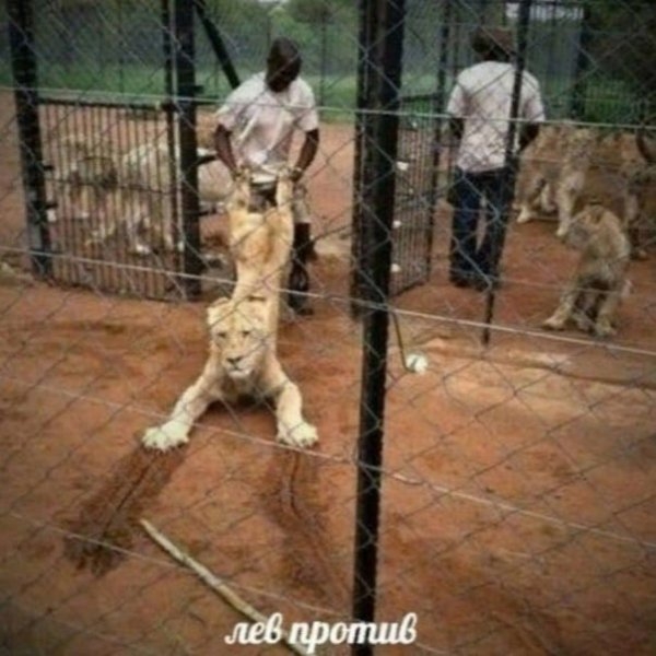 Нестандартный юмор на сегодня