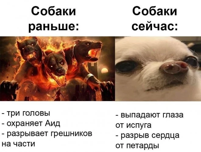 Собаки раньше и сейчас