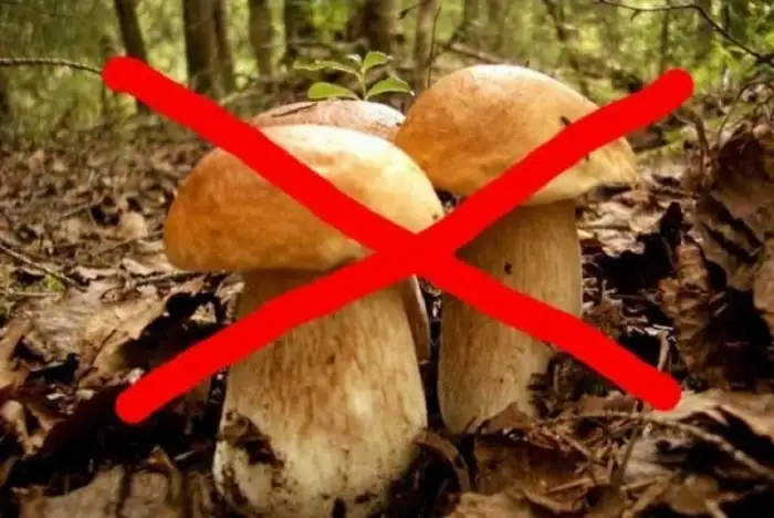 Почему народы Севера не употребляют в пищу грибы