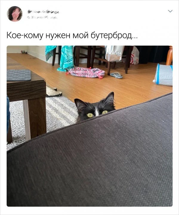Забавные сообщения про животных (24 фото)