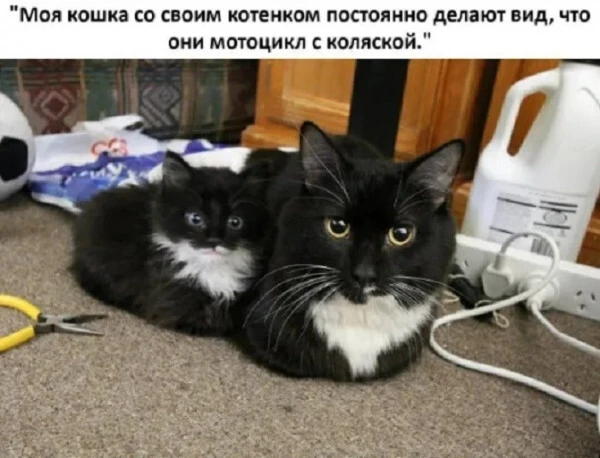 Юмористические картинки (43 фото)