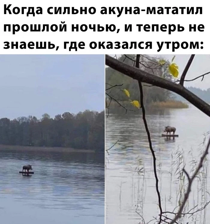 Подборка забавных фотографий и картинок (35 изображений)
