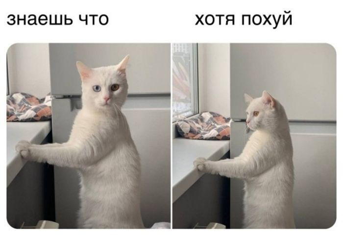 Черный юмор в изобилии: шутки, которые разрывают шаблоны