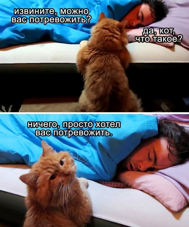 Пятничные веселые картинки: настроение на высоте!