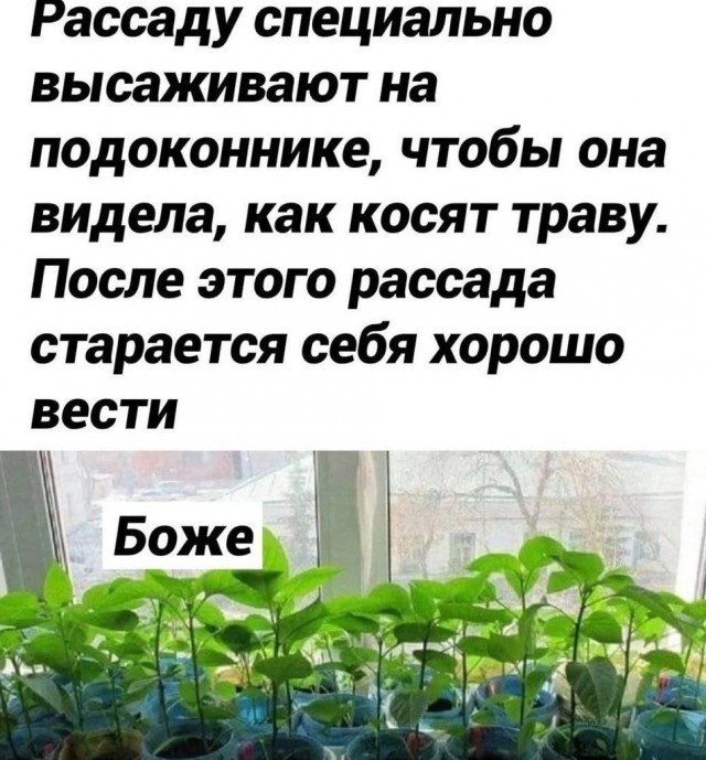 Пятничные веселые картинки: настроение на высоте!