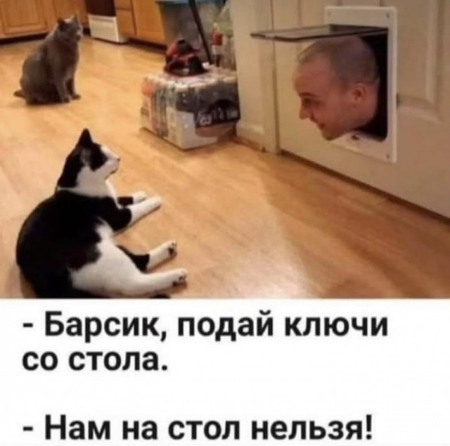 Пятничные веселые картинки: настроение на высоте!