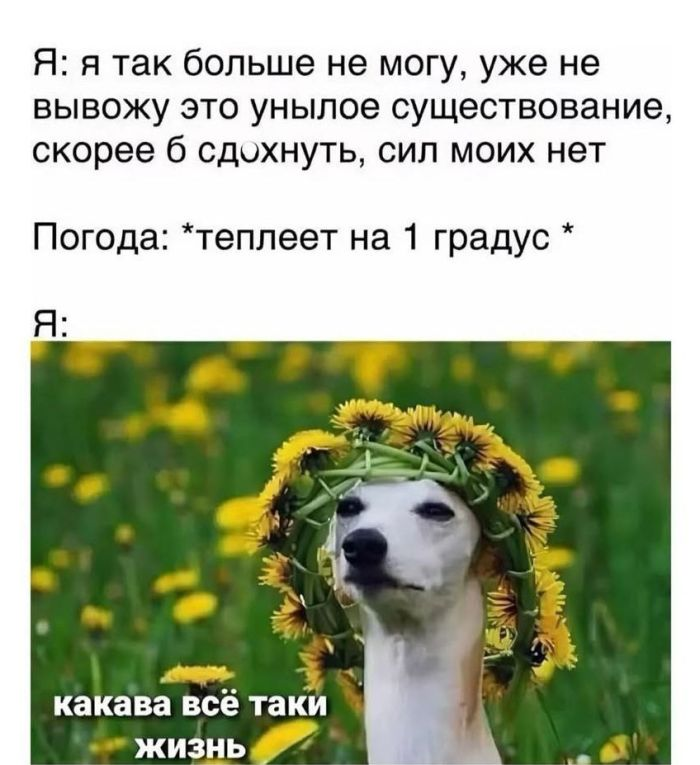 Лучшие мемы и веселые картинки с остроумными подписями