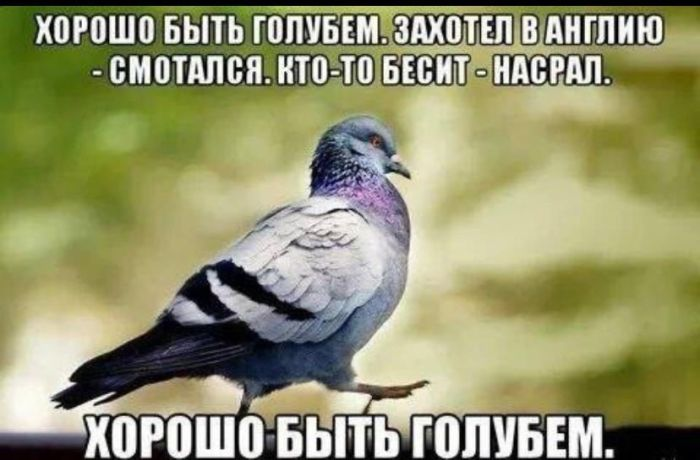 Лучшие мемы и веселые картинки с остроумными подписями