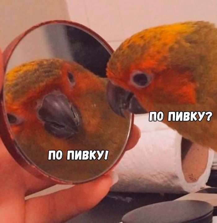 Лучшие мемы и веселые картинки с остроумными подписями