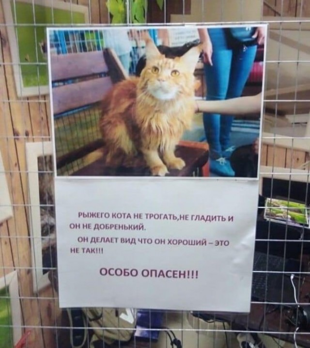Уикенд-шоу: взрыв смеха с лучшими шутками в мемах