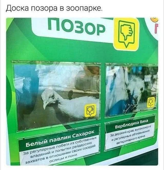 Уикенд-шоу: взрыв смеха с лучшими шутками в мемах