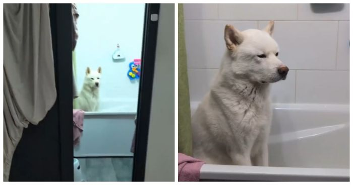 Когда забыла помыть пса