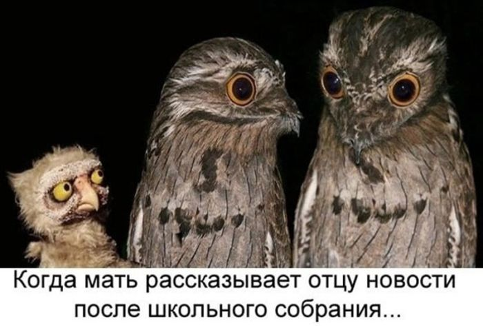 Подними своё настроение с помощью черного юмора
