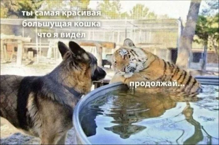 Чёрный юмор: Когда смешно до слёз и немного неловко