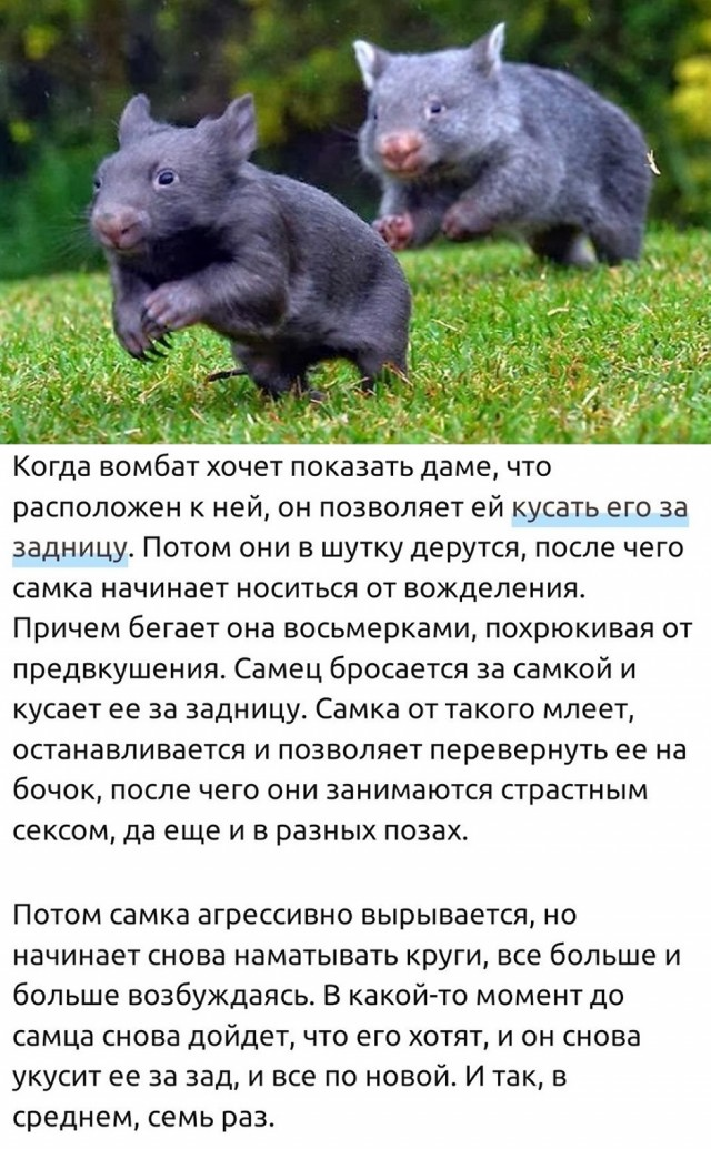 Утренний заряд радости: веселые картинки и мемы для поднятия настроения!