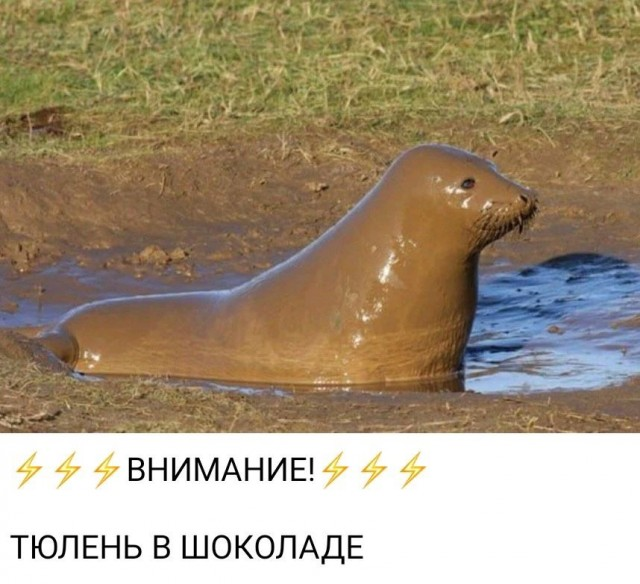 Смехопанорама: Большой сборник приколов в мемах и картинках для пятничного настроения
