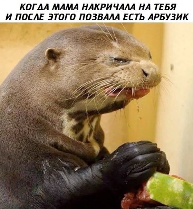 Смехопанорама: Большой сборник приколов в мемах и картинках для пятничного настроения