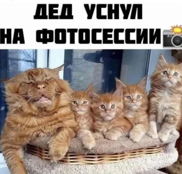 Смехопанорама: Большой сборник приколов в мемах и картинках для пятничного настроения