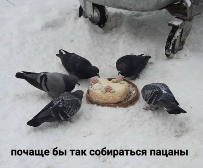 Сборник веселых мемов и картинок для поднятия настроения!