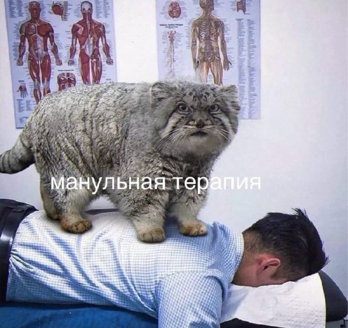 Сборник веселых мемов и картинок для поднятия настроения!