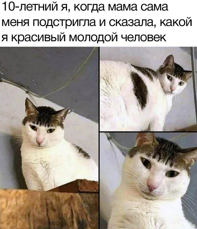 Сборник веселых мемов и картинок для поднятия настроения!