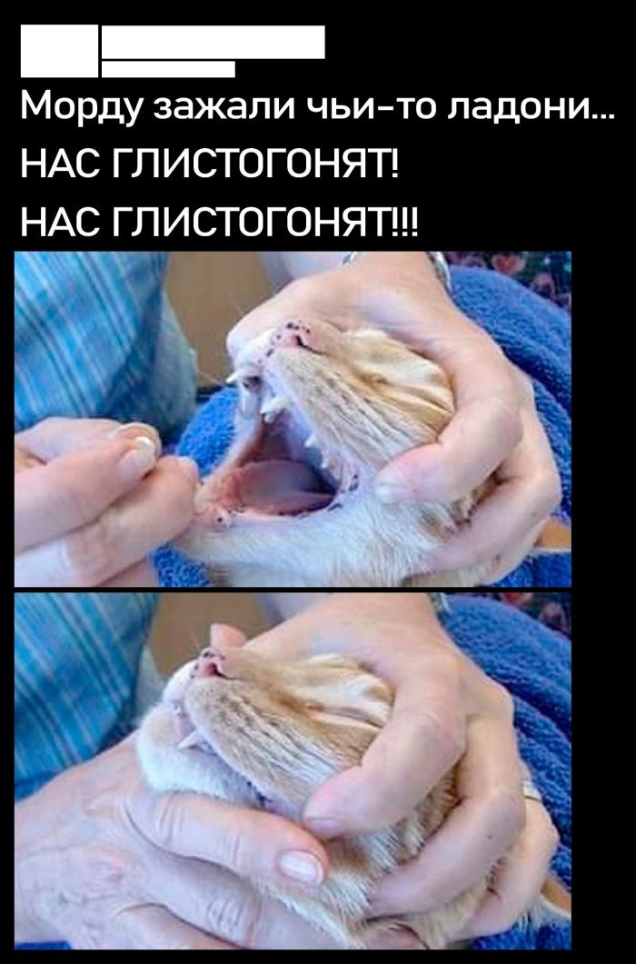 Утро начинается с улыбки! Лучшие мемы и комментарии для поднятия настроения ☀️